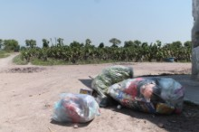 NO HAY MERCADO PARA EL NOPAL DE VALTIERRILLA, TERMINA EN LA BASURA