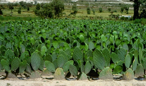 HELADAS AFECTAN CULTIVOS DE NOPAL Y FRESA EN EL ESTADO
