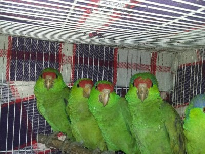 PROFEPA aseguramiento aves Celaya 0005