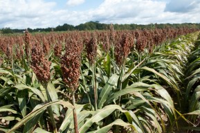 Mississippi’s grain sorghum yields are projected to be 77 bushels per acre, an increase of 3 bushels per acre compared to 2011. (Photo by MSU Ag Communications/Kat Lawrence)