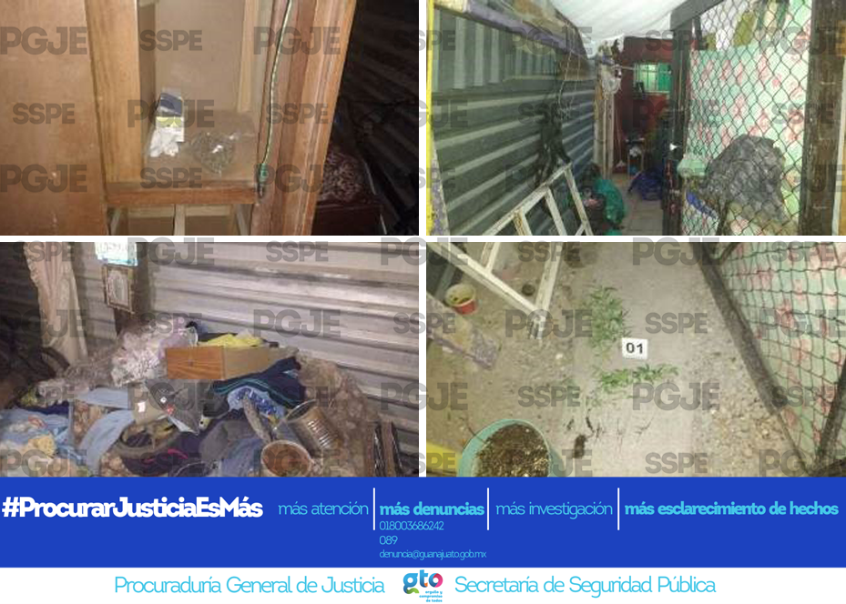 * Aseguran PGJE y SSPE plantas de marihuana y detienen a joven que las producía para su venta en Celaya.