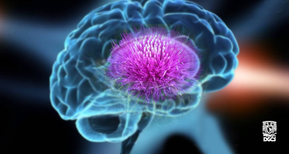 Experta de la UNAM estudia planta que podría combatir efectos del Parkinson.