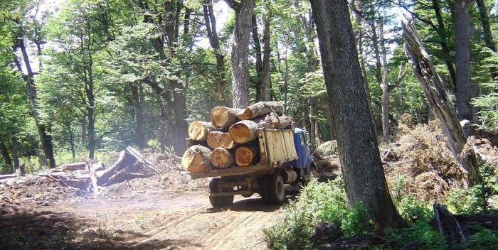 DISMINUYE DEFORESTACIÓN EN RESERVA DE LA MONARCA ANTE PRESENCIA DE GENDARMERÍA.