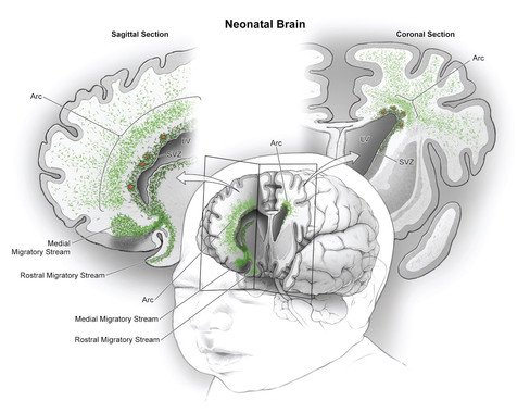 Cadenas migratorias de neuronas jóvenes en el lóbulo frontal del cerebro de lactantes. / Science