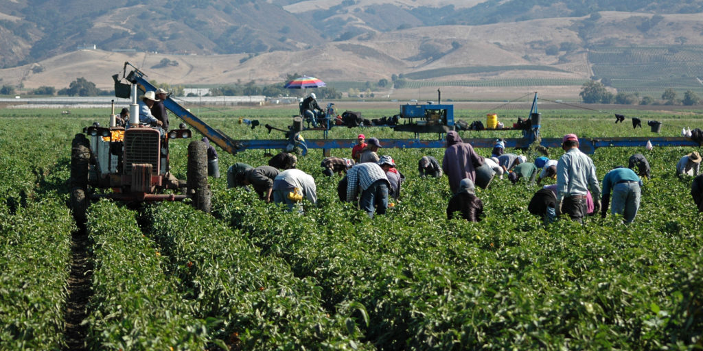 harvesting yellow peppers