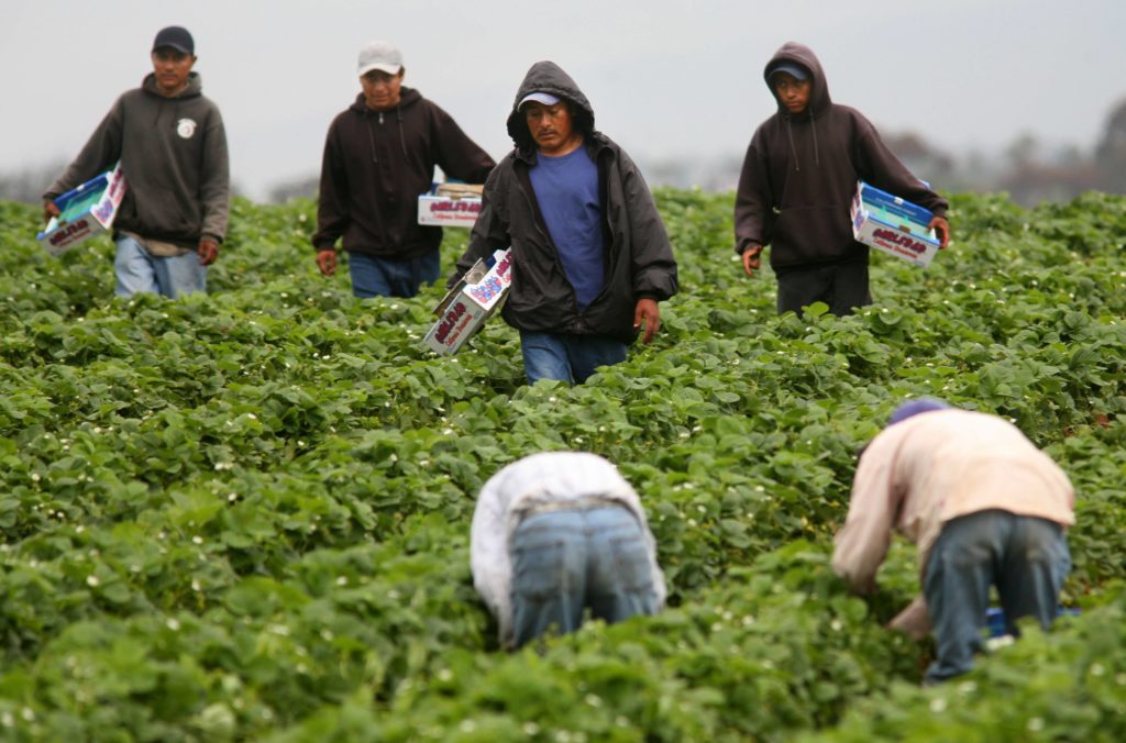 CARLSBAD, CA - APRIL 28: Hispanic farmworkers harvest Strawberries at a farm April 28, 2006 in Carlsbad, California. The debate in Washington continues over whether to create a temporary guest-worker program for immigrants wishing to find work in the United States. (Photo by Sandy Huffaker/Getty Images)