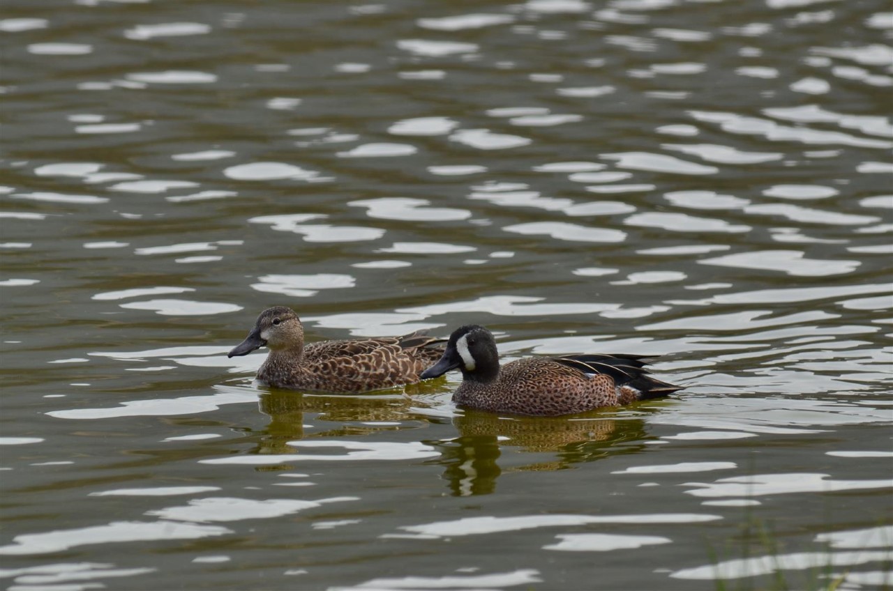 Contabiliza Instituto de Ecología del Estado nuevas especies en ANP Lago Cráter La Joya.