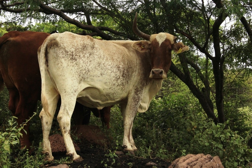 Amplían plazo para registro de ganado.