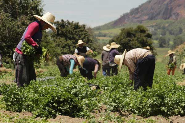 migrantes-agricultura