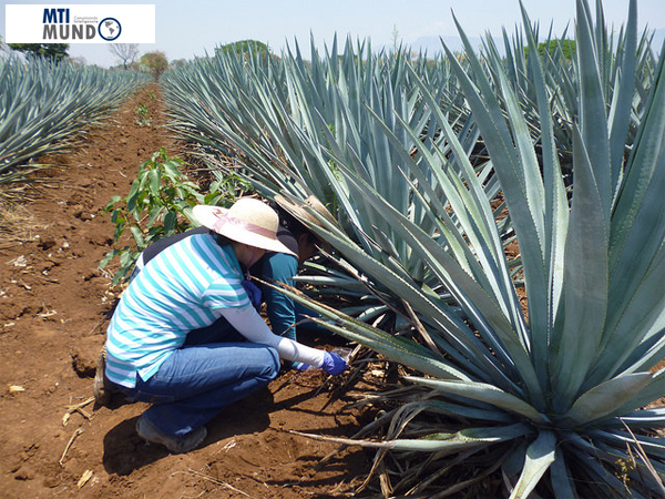 ESTUDIA CINVESTAV IRAPUATO MICROORGANISMOS PARA DESARROLLAR AGRICULTURA SUSTENTABLE EN ZONAS ÁRIDAS