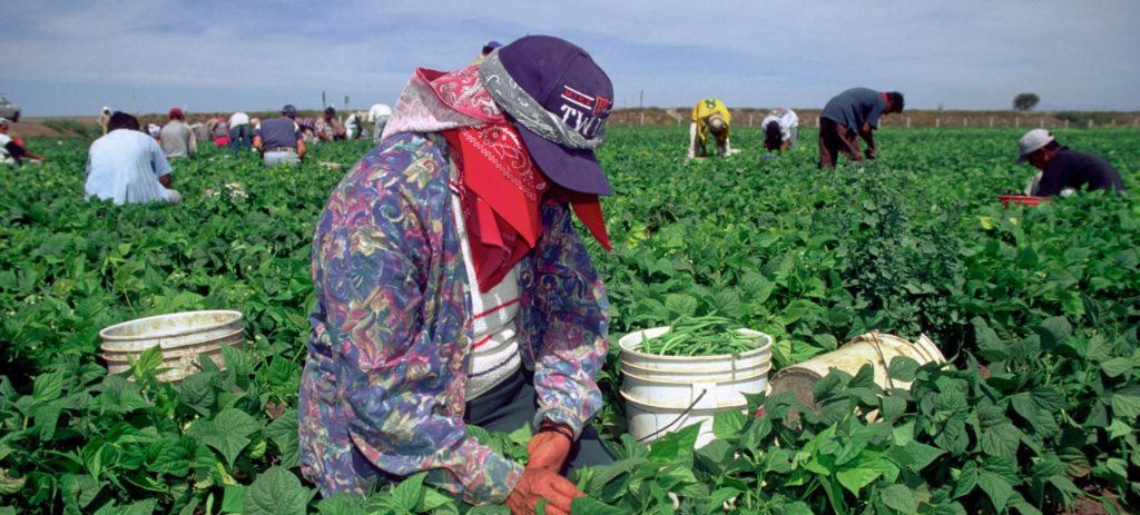 Mexico, Sinaloa, Tayolita-Elota, North America. Workers harvest green beans for export to Arizona, USA.