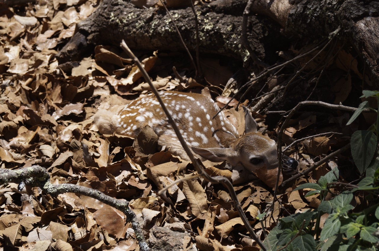 NACEN 3 CRÍAS DE VENADO COLA BLANCA EN LA CUENCA LA ESPERANZA EN GUANAJUATO