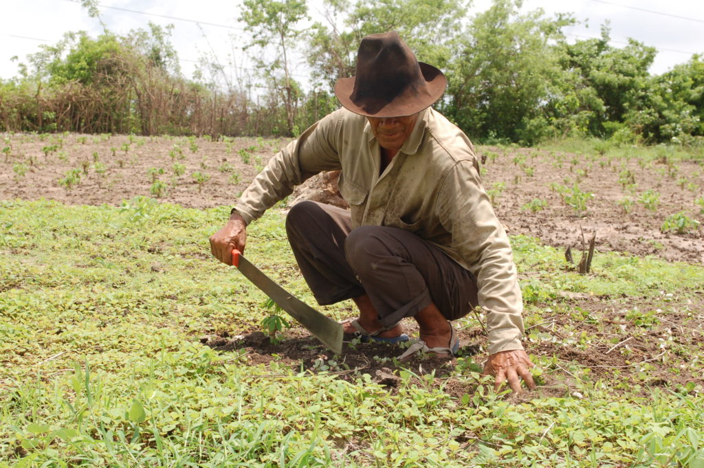 campesino