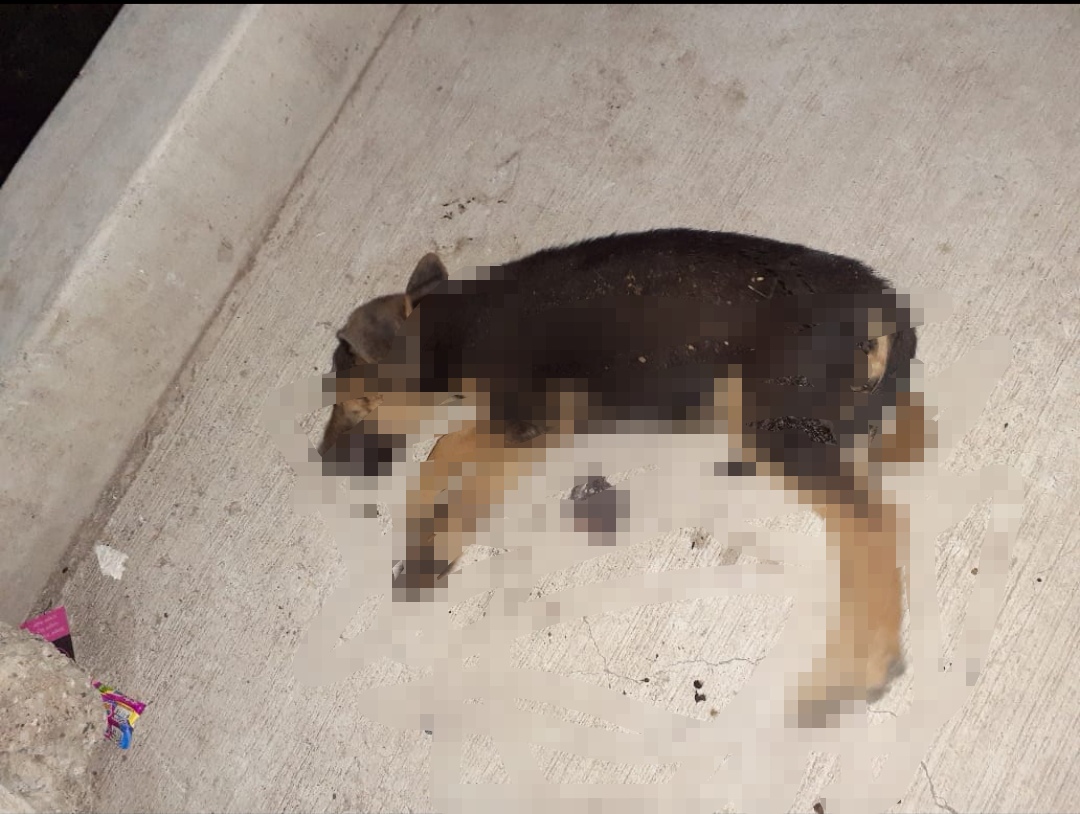 PRETENDEN ELEVAR PENAS VIGENTES A QUIEN MALTRATE ANIMALES.
