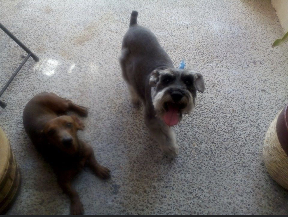 🚨#Alerta REPORTAN CIUDADANOS INTENTO DE ROBO Y ROBO DE  PERROS EN LA COLONIA BELLAVISTA.