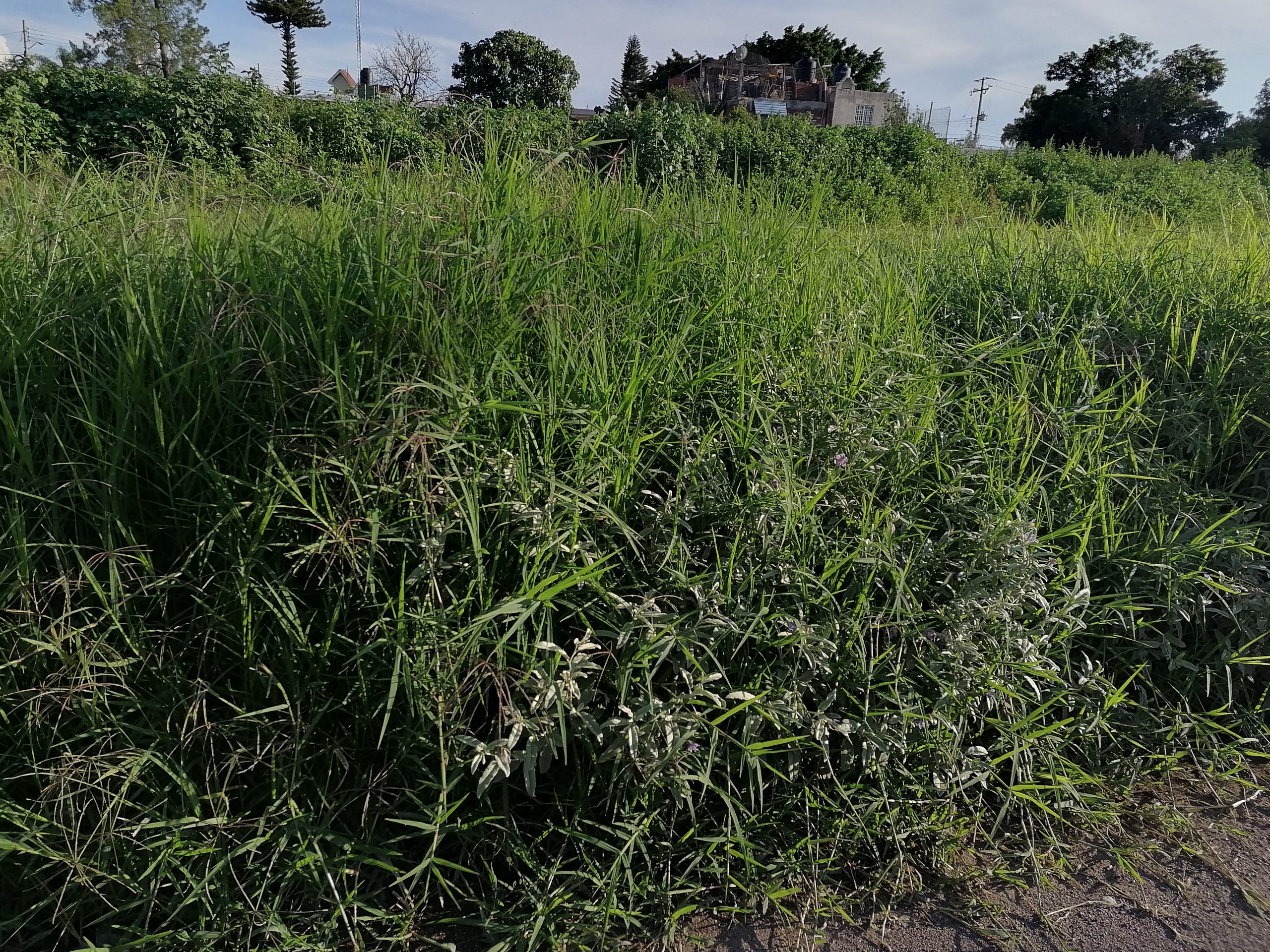 VECINOS ESTÁN HARTOS DE MOSQUITOS 🦟 PIDEN PODA EN EL BORDO DEL RÍO.