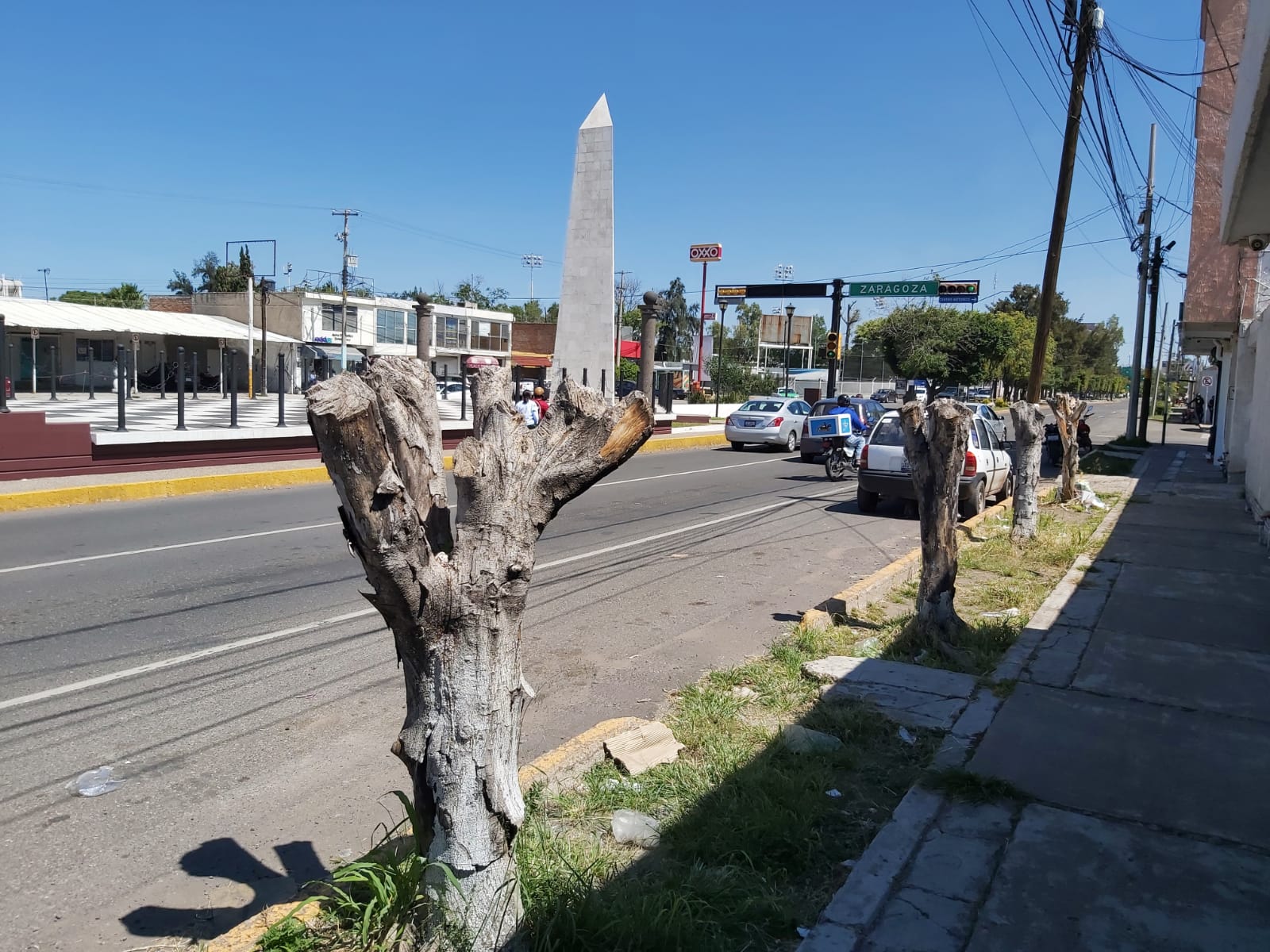 OPINIONES DIVIDIDAS POR LA PODA DE ÁRBOLES SOBRE AVENIDA FAJA DE ORO