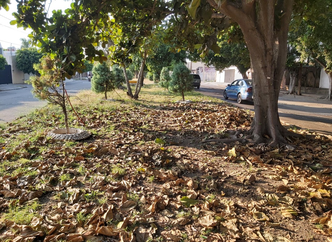 DESATENDIDAS ÁREAS VERDES DE LA COLONIA BELLAVISTA