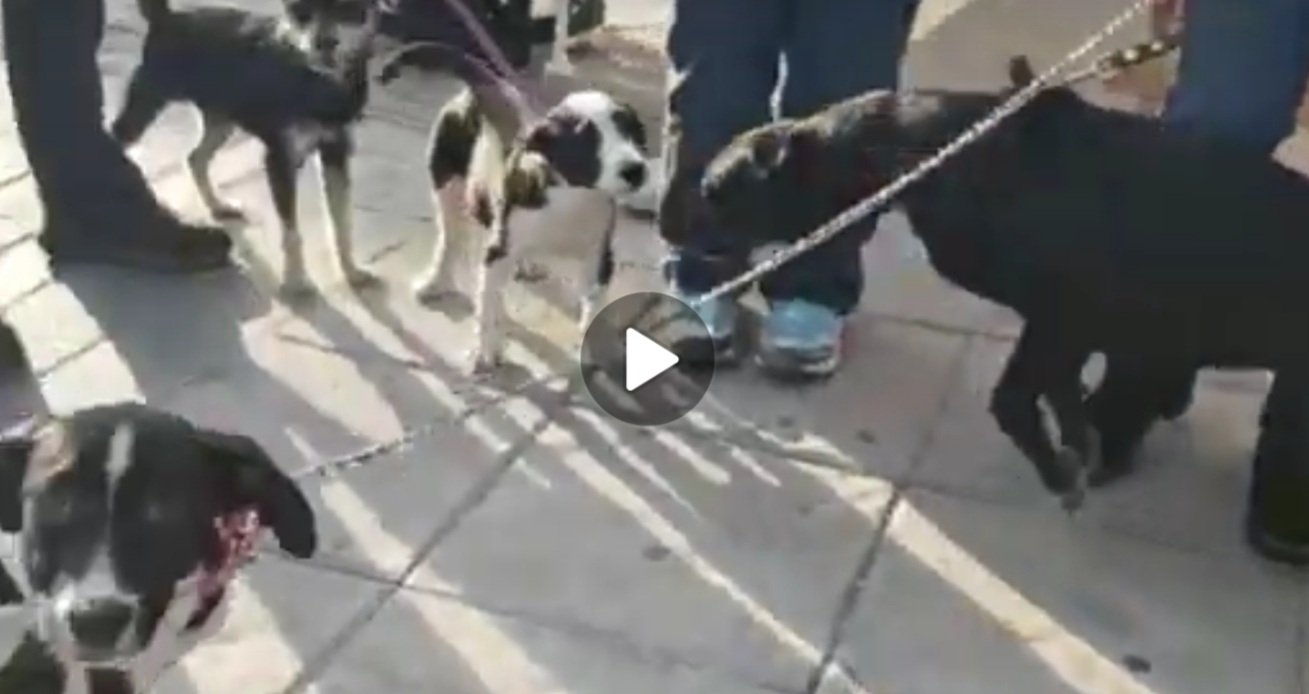 GRUPOS Y ASOCIACIONES ANIMALISTAS, UNA BELLA LABOR CON GRAN PRESENCIA EN SALAMANCA