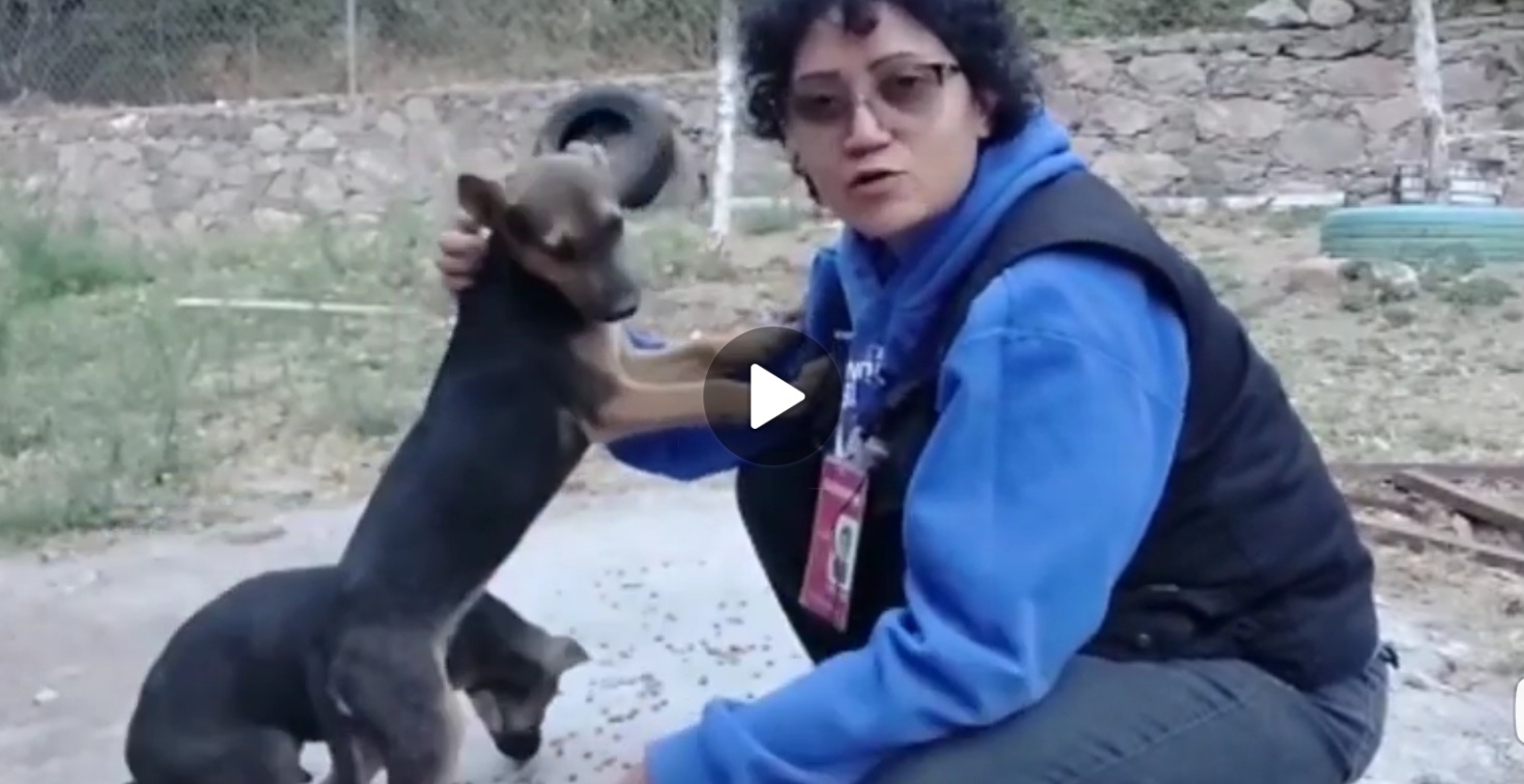 SANTUARIO LOS PELUDOS FELICES HUSVA AC Y SU GRAN LABOR ANIMALISTA