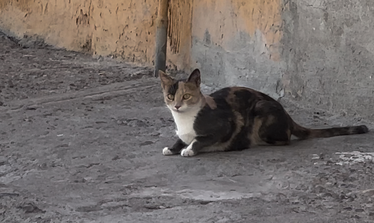 ¿QUÉ ES EL MALTRATO ANIMAL Y CÓMO IDENTIFICARLO? TE LO EXPLICAMOS.