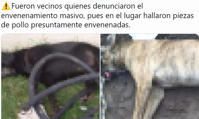 EN ALMOLOYA DE JUÁREZ, FGJE INVESTIGA ENVENENAMIENTO DE 15 CANINOS Y OTROS ANIMALES.