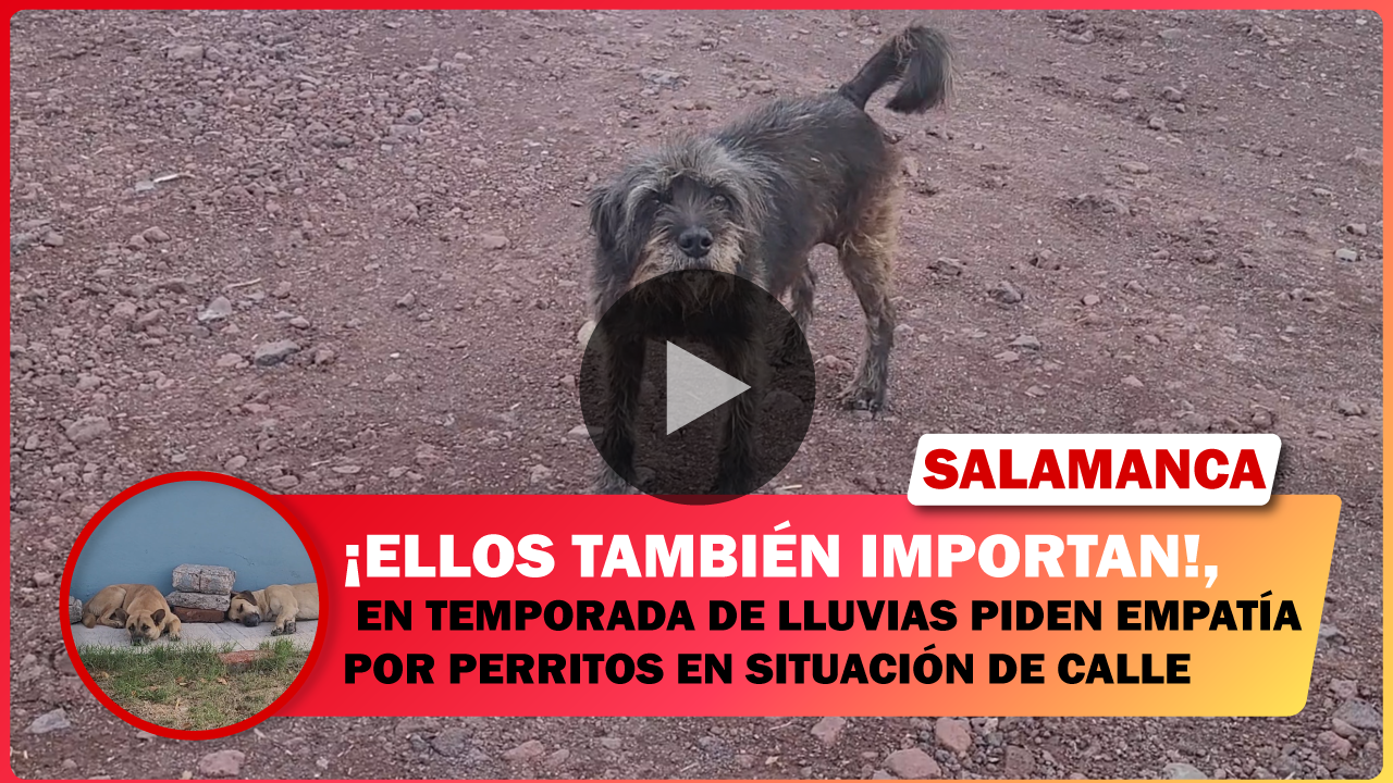 EN TEMPORADA DE LLUVIAS PIDEN EMPATÍA POR PERRITOS EN SITUACIÓN DE CALLE