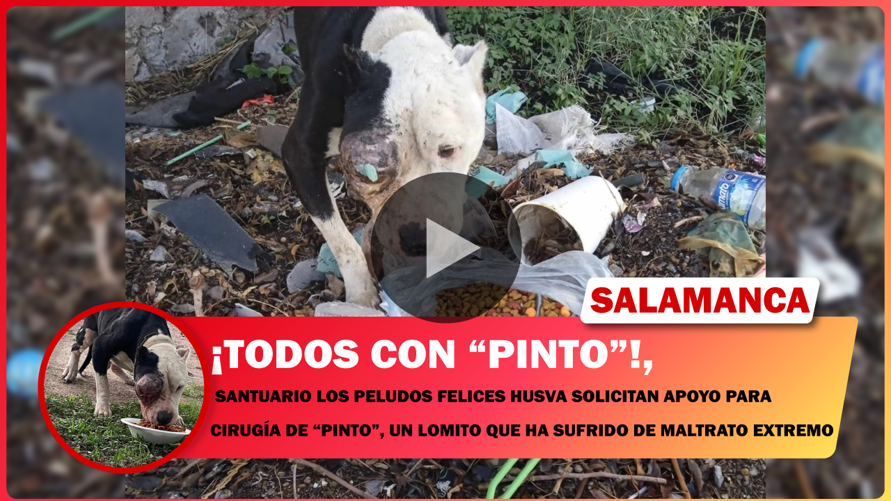 #Salamanca 💥 SANTUARIO LOS PELUDOS FELICES HUSVA SOLICITAN APOYO PARA CIRUGÍA DE “PINTO”, UN LOMITO QUE HA SUFRIDO DE MALTRATO EXTREMO