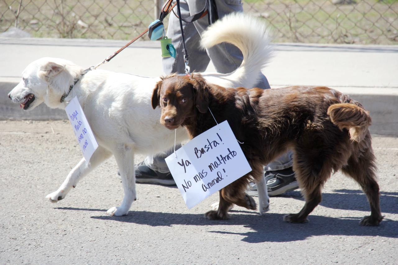 #Región 💥 CAMINATA CONTRA MALTRATO ANIMAL SE DESARROLLARÁ EN CORTAZAR