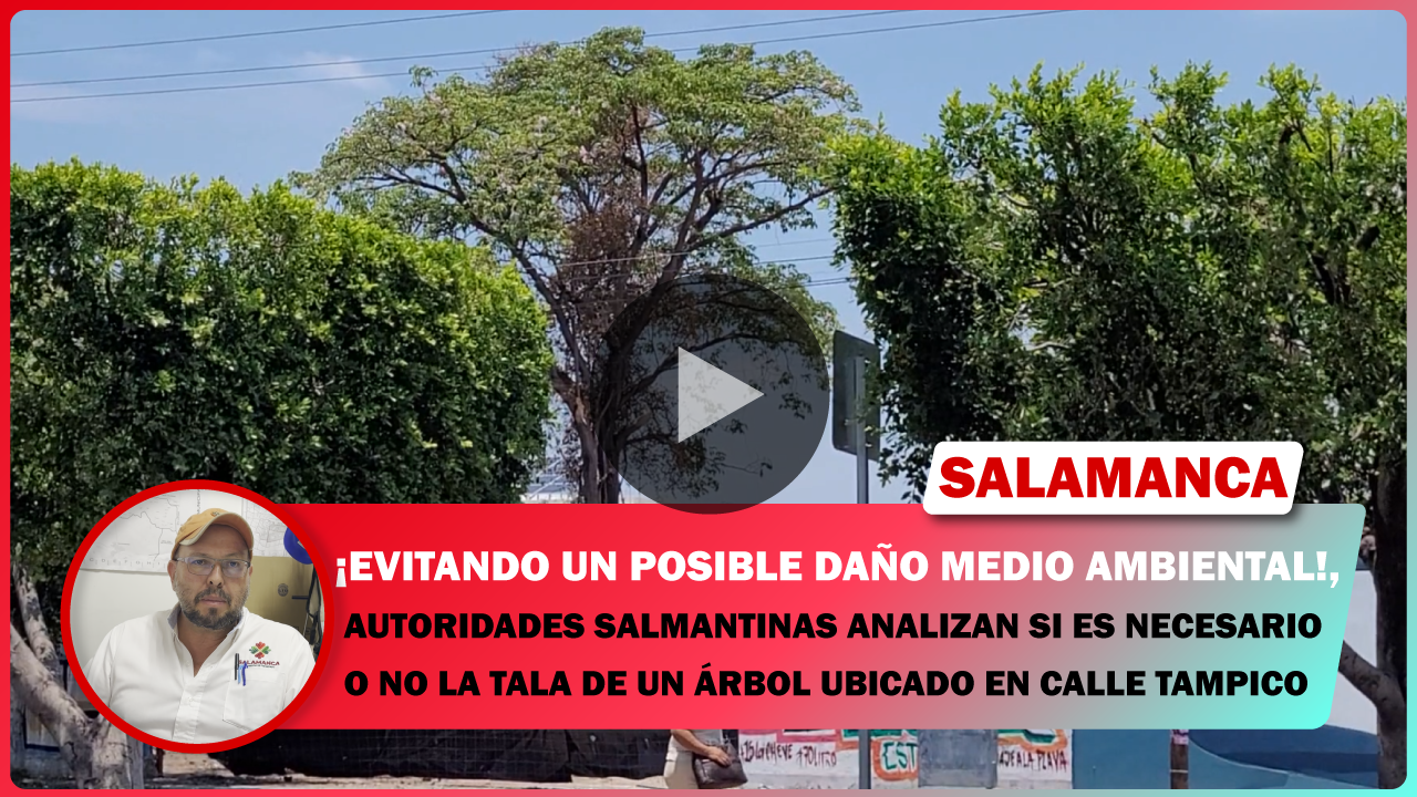EVITANDO UN POSIBLE DAÑO MEDIO AMBIENTAL, AUTORIDADES SALMANTINAS ANALIZAN SI ES NECESARIO O NO LA TALA DE UN ÁRBOL UBICADO EN CALLE TAMPICO.