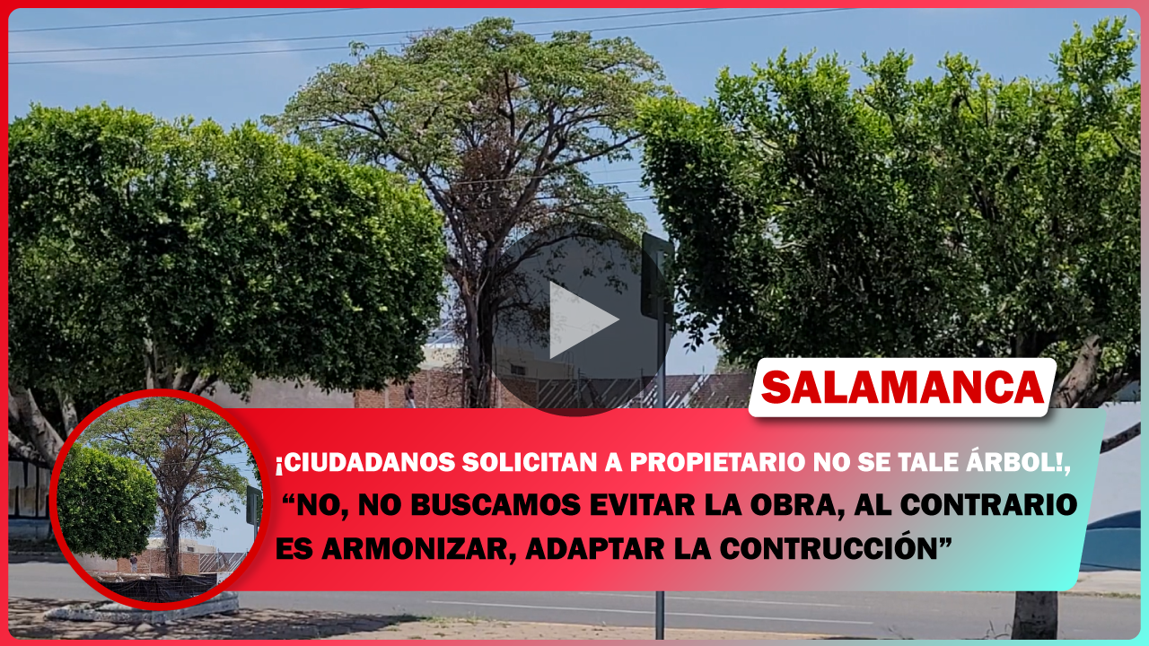 CIUDADANOS SOLICITAN QUE NO SE TALE ÁRBOL PATRIMONIAL. ‘NO, NO BUSCAMOS EVITAR LA OBRA, AL CONTRARIO ES ARMONIZAR, ADAPTAR LA CONTRUCCIÓN’