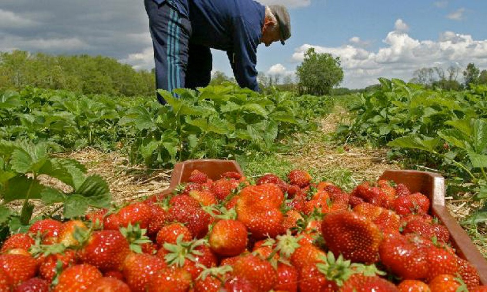 💥 PRODUCTORES DE FRESA APUESTAN POR NUEVAS VARIEDADES DE LA FRUTA PARA COMBATIR PESTALOTIA