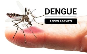 EN GUANAJUATO SE HAN REGISTRADO CASI 800 CASOS DE DENGUE…