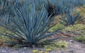 PRODUCCIÓN MASIVA DE MAGUEY AFECTA SUELO GUANAJUATENSE. PRECIO POR KILO…