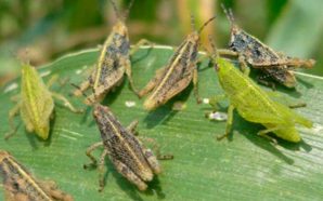 ALERTA EN EL CAMPO DE IRAPUATO POR FUERTE PLAGA DE…