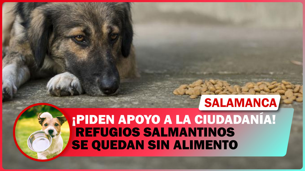 REFUGIOS SALMANTINOS SE QUEDAN SIN ALIMENTO; PIDEN APOYO A LA CIUDADANÍA