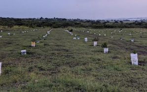 ROBO DE PLANTAS DE AGUACATE Y LIMÓN EN LOMA DE…