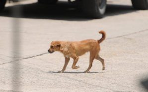 ANIMALISTAS DE SALAMANCA PIDEN MÁS COMPROMISO EN EL RESCATE DE…