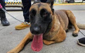 POLICÍA CANINA DE SALAMANCA TRABAJA CONTRA SUSTANCIAS ILÍCITAS EN MERCADOS…