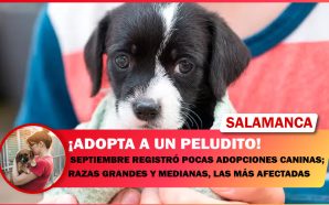 SEPTIEMBRE REGISTRÓ POCAS ADOPCIONES CANINAS; RAZAS GRANDES Y MEDIANAS, LAS…