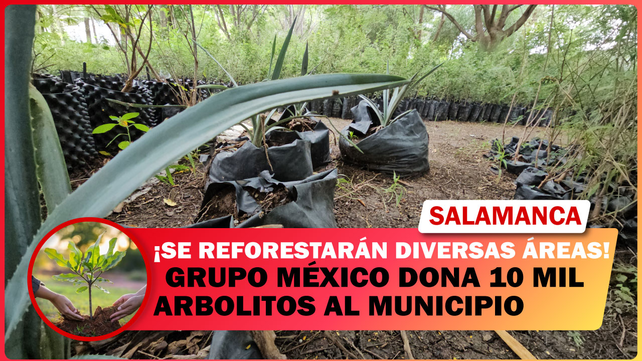 💥 GRUPO MÉXICO DONA 10 MIL ARBOLITOS A MUNICIPIO DE SALAMANCA.  SE REFORESTARÁN DIVERSAS ÁREAS