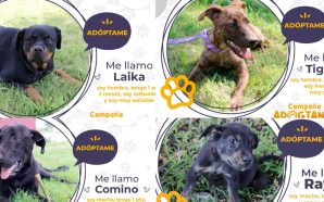 💥 EL CENTRO DE CONTROL ANIMAL DE SALAMANCA INVITA A…