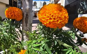 LAS CALLES DE SALAMANCA SE VISTEN DE NARANJA Y CEMPASÚCHIL…