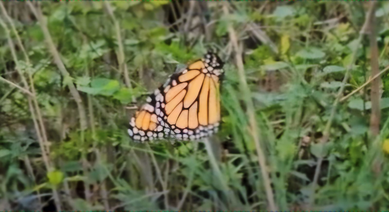 💥 COMENZÓ TRAVESÍA DE LA MARIPOSA MONARCA POR EL ESTADO DE GUANAJUATO.  ACÁMBARO REGISTRA AVISTAMIENTO