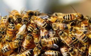 💥🐝 ORGANIZACIONES MAYAS URGEN ACCIONES PARA SALVAGUARDAR A LAS ABEJAS…