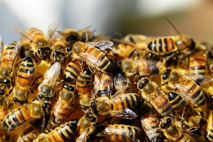 💥🐝 ORGANIZACIONES MAYAS URGEN ACCIONES PARA SALVAGUARDAR A LAS ABEJAS Y AL MEDIO AMBIENTE 