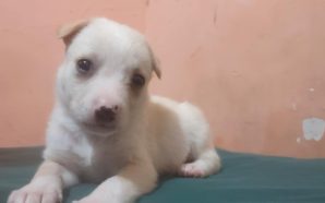 ESTUDIANTES DE DICIS PONEN EN ADOPCIÓN CACHORROS ABANDONADOS, OFRECEN ESTERILIZACIÓN…