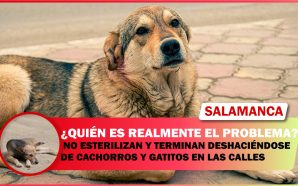 #Salamanca CONTINÚAN REPORTES DE DUEÑOS IRRESPONSABLES, NO ESTERILIZAN Y TERMINAN…