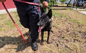 💥 POLICÍA CANINA CAMBIA DE INSTALACIONES PARA OFRECER UN ESPACIO…