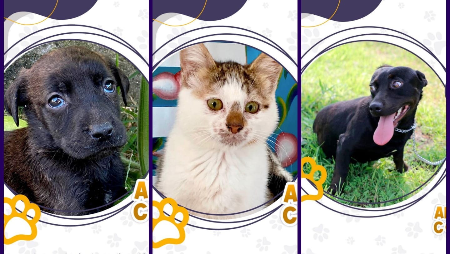 💥 CENTRO DE CONTROL ANIMAL DE SALAMANCA PRESENTA EL CATÁLOGO DE MICHIS Y LOMITOS ADOPTABLES